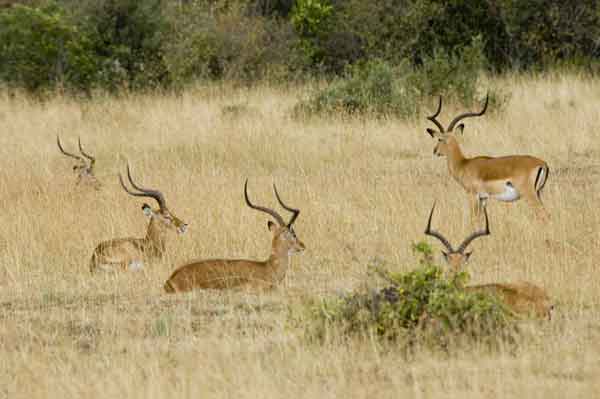 Antílope Impala - reserva nacional de Masai Mara - Kenia 2.jpg